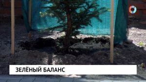 Зелёный баланс