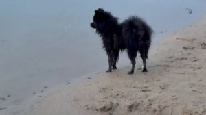 Гуляю с собакой в парке