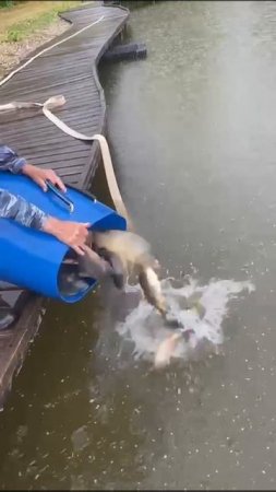 КРХ ТРИФОН