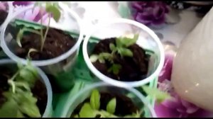 Пикировка томатов по два в стакан!! Почему я выбираю этот способ___