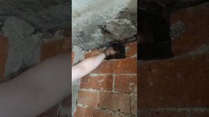Ремонт квартир. Замена канализации
