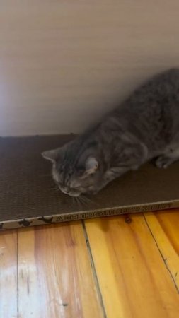 Кошке когтеточка нравится!❤️