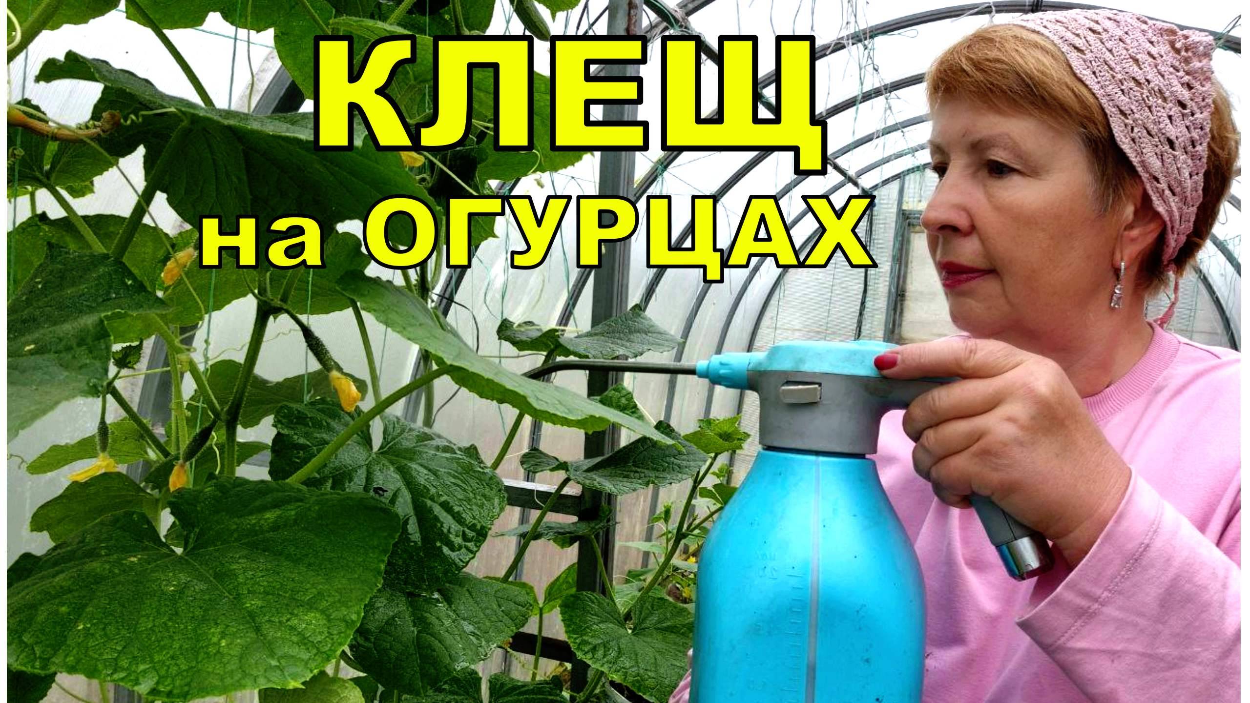 Клещ на огурцах- лучше не допустить, чем бороться. Лью прямо по головам.