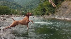 Венгерская Выжла на реке Сочи