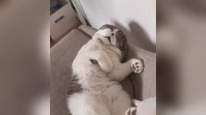 Приколы с кошками  собаками.