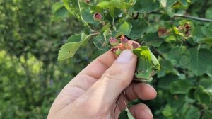 Отличие ирги канадской от ирги ольхолистной в период созревания