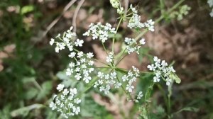 Птичье пение в мае