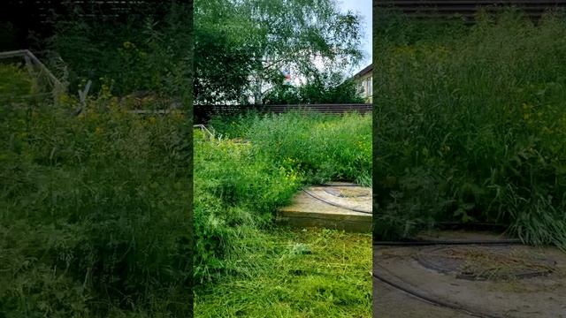 Трава растет — я кошу! Трава растет — я кошу! Борьба с зеленью —это вечная история!🌿😂🌿😂
