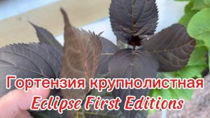 Добро пожаловать на ярмарку "Цветочная палитра лета" с 17-21 июня в ТЦ Форум, СПб