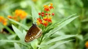 Животный мир в дикой природе