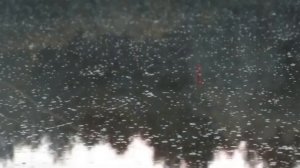 Ловля Карася на поплавок. Рыбалка на утренней зорьке.