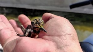 Достал утопающего птенца Выпи из канала.