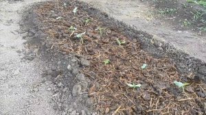Дождь. Футбольные ворота на огороде.
