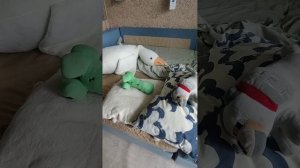 ДЭНИС И КРИПОНЯ ПОШЛИ В ПОХОД НА ЭВЕРЕСТ ГДЕ ГУСЬ РЕШИЛ ПОСПАТЬ И БОЛЬНОЕ ПАДЕНИЕ С ЭВЕРЕСТА