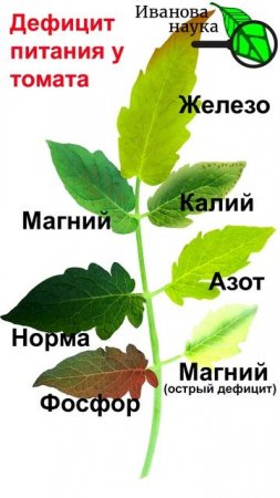 Симптомы нехватки и дефицита питания у томата. У томата листья желтеют. Чего не хватает томату.
