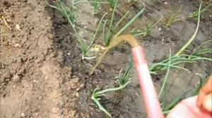 Почему побелели перья у лука_  Продолжаем тему..