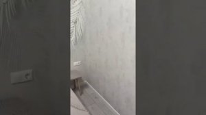 Сдаю однокомнатную квартиру с хорошим ремонтом
