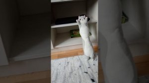 Летняя школа котиков-1 серия