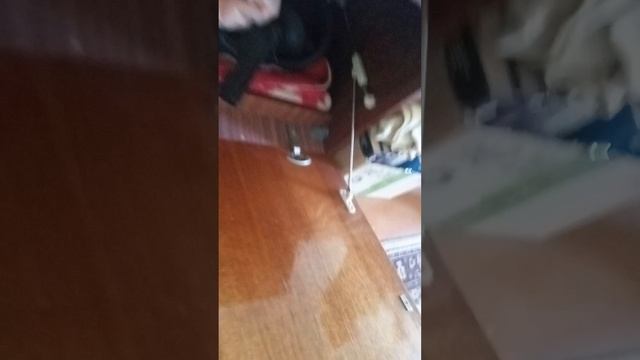 поиск копибары 2