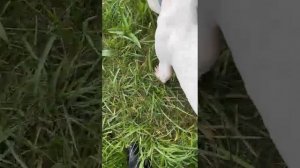 Джесур