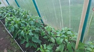 обработка томатов,картофеля...в сырую погоду