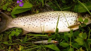 ДЕСАНТИРОВАЛСЯ в лесотундру. Ловлю КРАСНЕНЬКУЮ. Поход. Рюкзак. Рыбалка. Териберка.