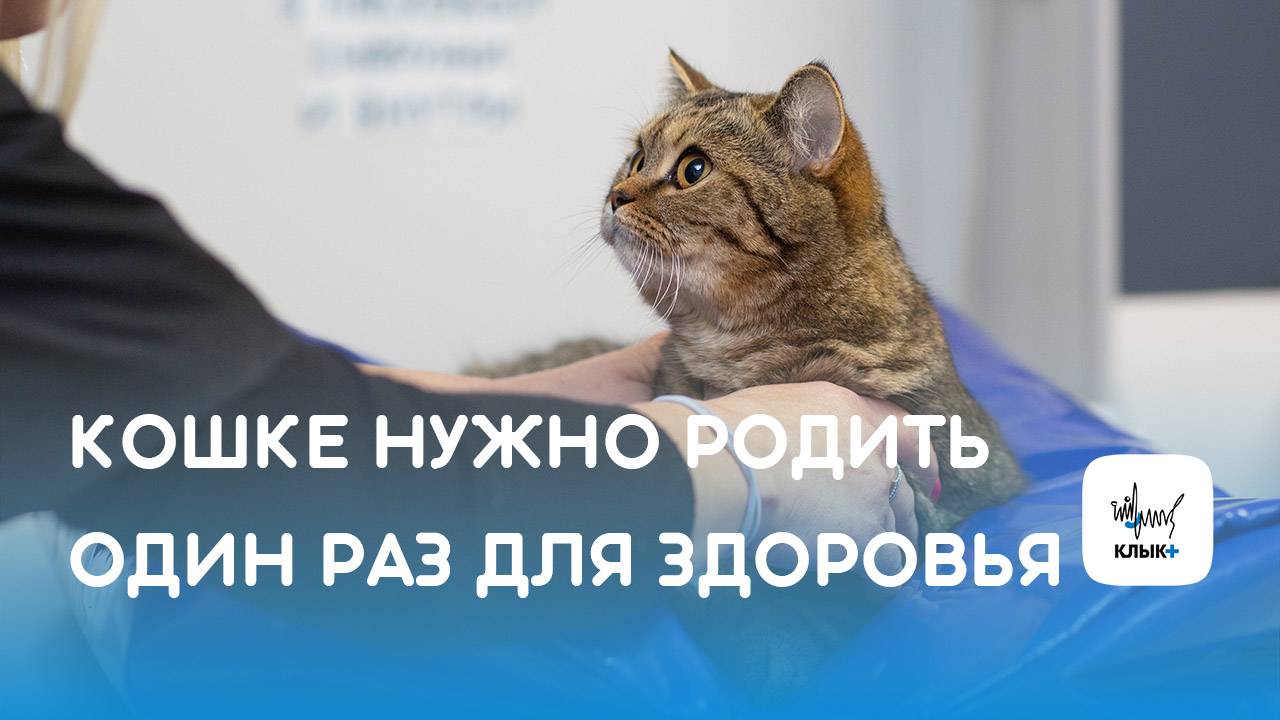 Кошке нужно родить один раз перед кастрацией