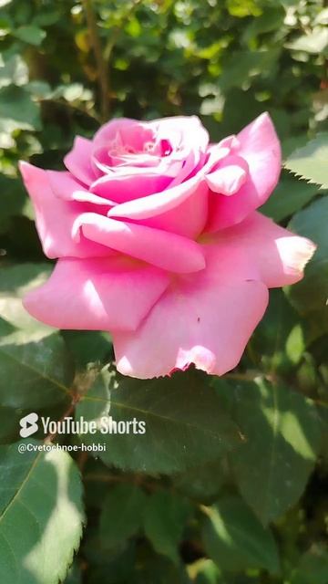Роза Эшли #розы #flowers #flowers #природа #природныепейзажи