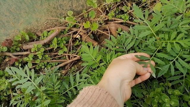Бархатцы подрастают 13 июня