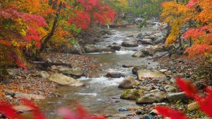 Осенние краски горной реки  эпизод 2 /  АСМР /  Звуки горной реки / Для медитации и отдыха / 1 час