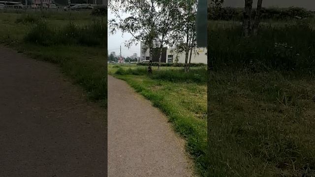 Зелен дуб