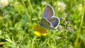 СТРАННИКАМ ДОБРОГО УТРА