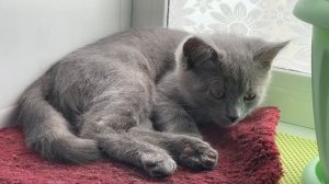 Сплю на месте Бусинки если кто не понял кто она видео назад посмотрите она недовольная(