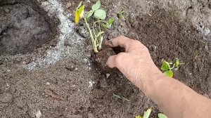 Клубника от Садового рая.
Высаживаю рассаду Азии.