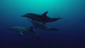 Спокойная Музыка для Снятия Стресса (ПЕНИЕ ДЕЛЬФИНОВ)*МУЗЫКА ДЛЯ СНА