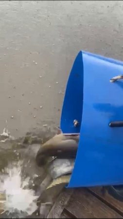 КРХ ТРИФОН