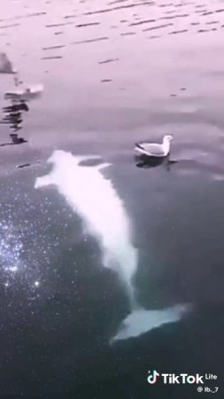 Морские нежности