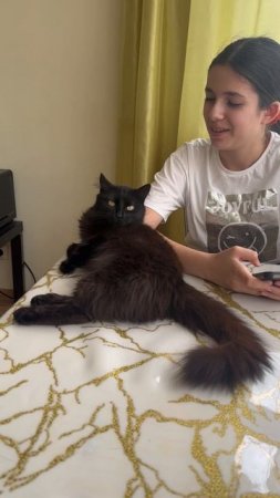 Как выглядит работа котоняней?