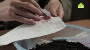 Получаем семена клубники и малины. СТОпроцентный способ!