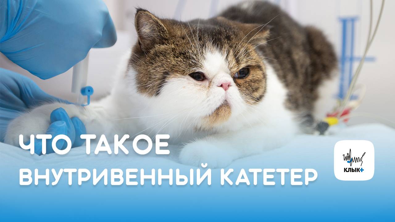 Что такое внутривенный катетер и для чего он нужен