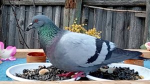 Дикие птицы на кормушке (07.04.2025 года)