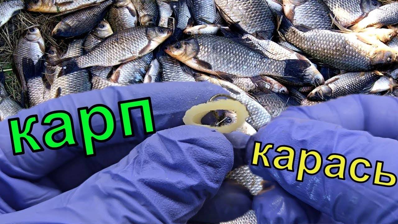 Супер рыболовная насадка Надел на Крючок 1 минута и Карась на крючке. Вот что это было.