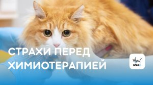 Страхи владельца питомца перед химиотерапией