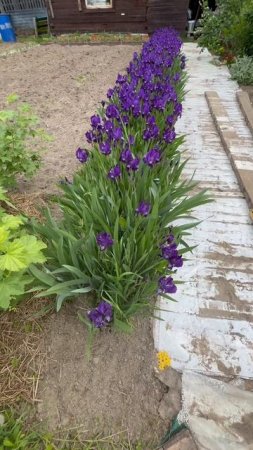 Совместная посадка многолетников, отличный вариант.