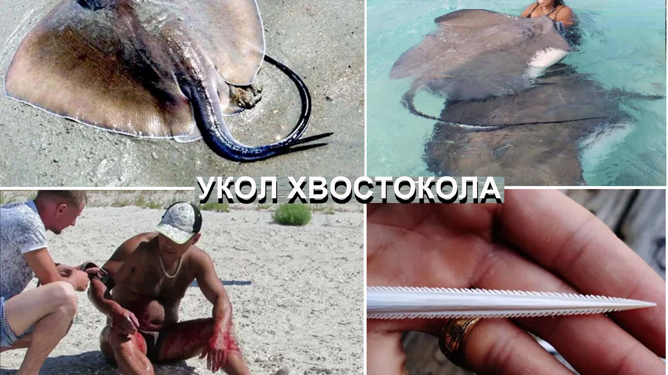 КОРМЛЕНИЕ ХВОСТОКОЛОВ