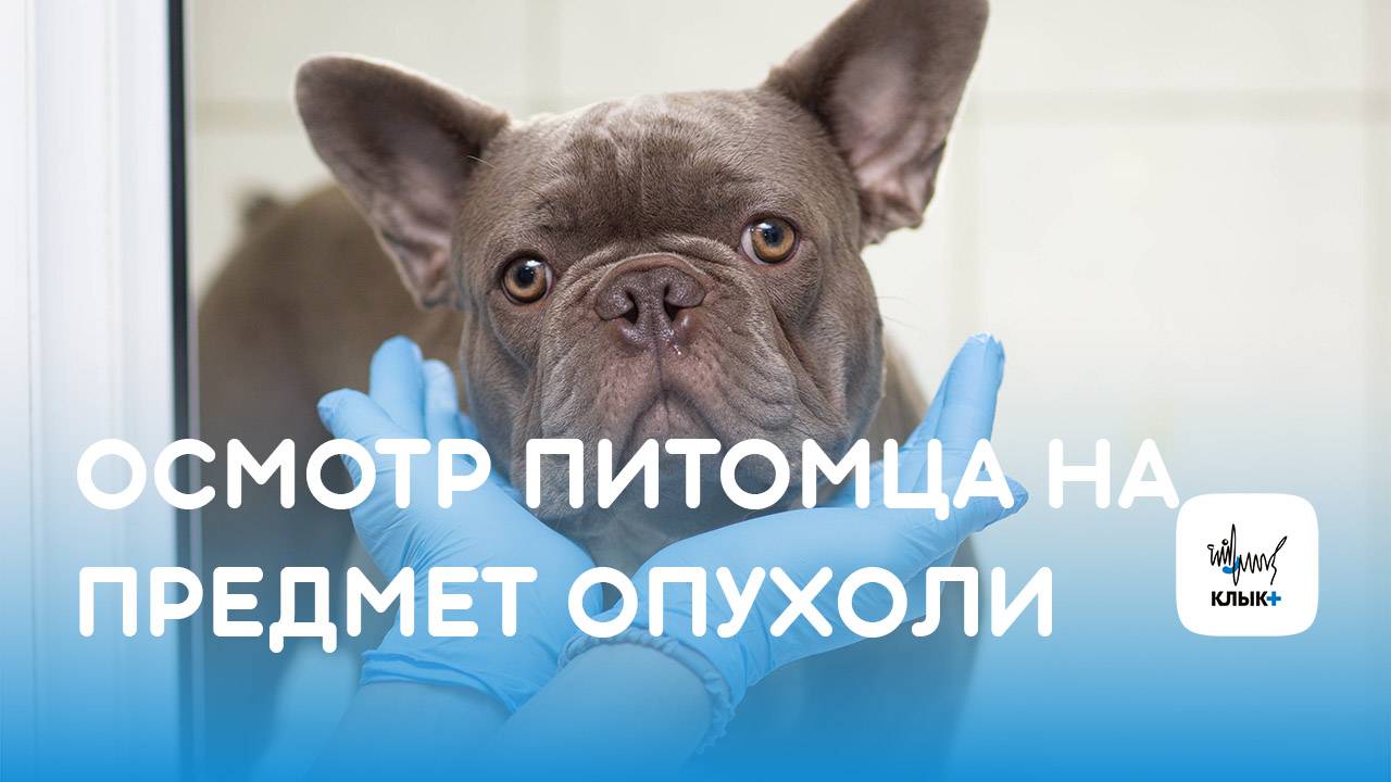 Как провести осмотр питомца на предмет опухоли