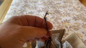 День ватрушек. Полюбились княжики. Новые жильцы.