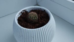 Горшки с кактусами на окне, комнатные растения в деревне, деревенская жизнь