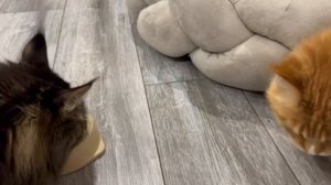 TaisonIDafna чем занимаются мои котики в свободное время