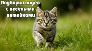 Лучшая подборка смешных видео с котиками 2025, смешные коты, смешное видео №4